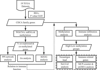 Comprehensive Analysis of CDCAs Methylation and Immune Infiltrates in Hepatocellular Carcinoma